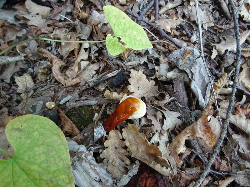 Ganoderma lucidum